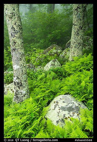Boulders, ferns, and trees in fog. Shenandoah National Park (color)
