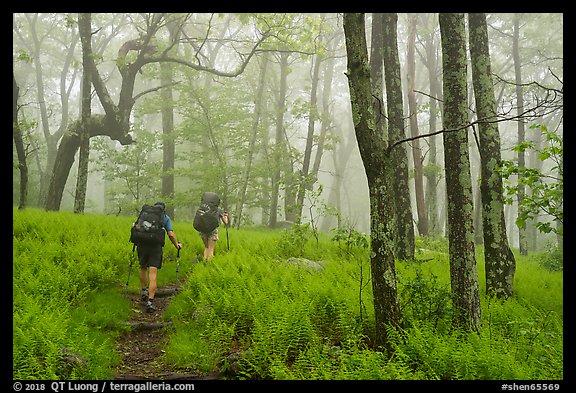 Appalachian Trail backpackers in foggy forest. Shenandoah National Park (color)