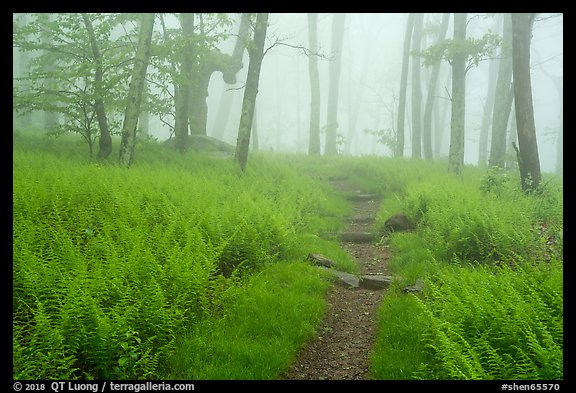 Appalachian Trail in foggy forest at springtime. Shenandoah National Park, Virginia, USA.