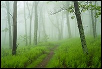 Appalachian Trail in lush forest with fog. Shenandoah National Park ( color)