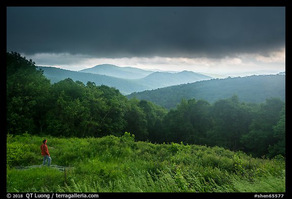 Visitor looking, Thornton Hollow Overlook. Shenandoah National Park, Virginia, USA.