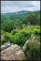 Rocks, blooms, and hills, Hazel Mountain Overlook. Shenandoah National Park ( color)