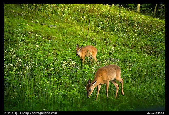Deer near Big Meadows. Shenandoah National Park (color)