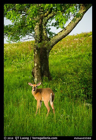 Deer and tree near Big Meadows. Shenandoah National Park (color)