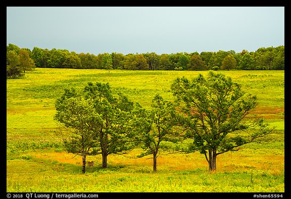 Trees in Big Meadows. Shenandoah National Park (color)