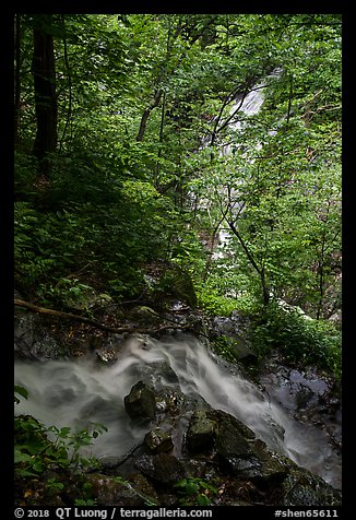 Converging Waterfalls in Whiteoak Canyon. Shenandoah National Park (color)