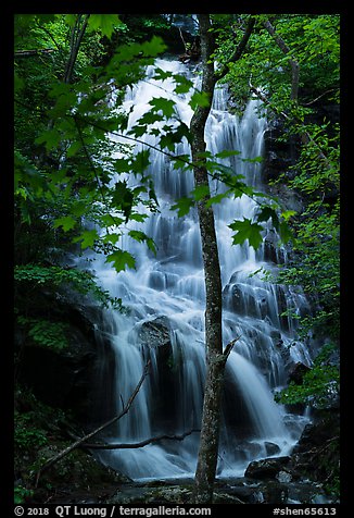 Trees and waterfall, Whiteoak Canyon. Shenandoah National Park (color)