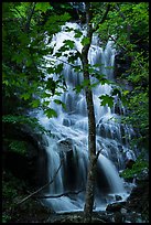 Trees and waterfall, Whiteoak Canyon. Shenandoah National Park ( color)