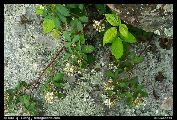 Close-up of flowers and lichen-covered rock. Shenandoah National Park, Virginia, USA.