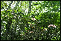 Mountain Laurel in bloom, Lewis Mountain Campground. Shenandoah National Park ( color)