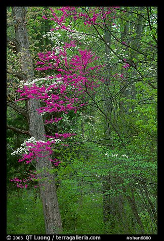 Redbud and Dogwood in bloom near the North Entrance, evening. Shenandoah National Park, Virginia, USA.