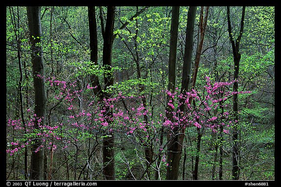 Redbud and Dogwood in bloom near the Northern Entrance, evening. Shenandoah National Park, Virginia, USA.