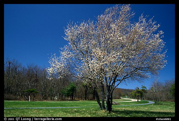 Tree in bloom, Big Meadow, mid-day. Shenandoah National Park (color)