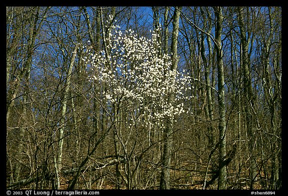 Tree in bloom amidst bare trees near Bear Face trailhead, afternoon. Shenandoah National Park, Virginia, USA.