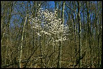 Tree in bloom amidst bare trees near Bear Face trailhead, afternoon. Shenandoah National Park, Virginia, USA. (color)
