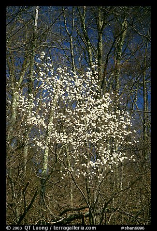 Tree blossoming  amidst bare trees. Shenandoah National Park, Virginia, USA.