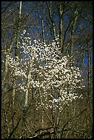 Tree blossoming  amidst bare trees. Shenandoah National Park ( color)