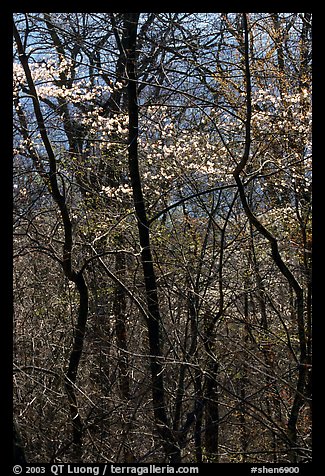 Twisted trunks and dogwood trees in forest. Shenandoah National Park (color)