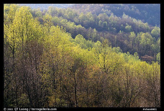 Trees in the spring, late afternoon, Hensley Hollow. Shenandoah National Park, Virginia, USA.