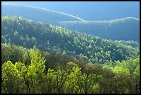 Trees and ridgelines in the spring, late afternoon. Shenandoah National Park, Virginia, USA.