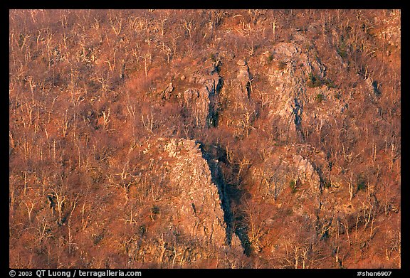Rocky outcrops and trees at sunrise. Shenandoah National Park (color)