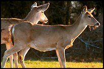 Whitetail Deers, early morning. Shenandoah National Park, Virginia, USA.