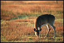 Whitetail Deer grazing in Big Meadows, early morning. Shenandoah National Park, Virginia, USA.