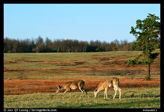 Whitetail Deer in Big Meadows, early morning. Shenandoah National Park (color)