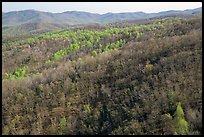 Hillside with bare trees and trees in early spring foliage. Shenandoah National Park, Virginia, USA.