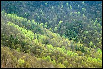 Backlit trees on hillside in spring, morning. Shenandoah National Park, Virginia, USA. (color)