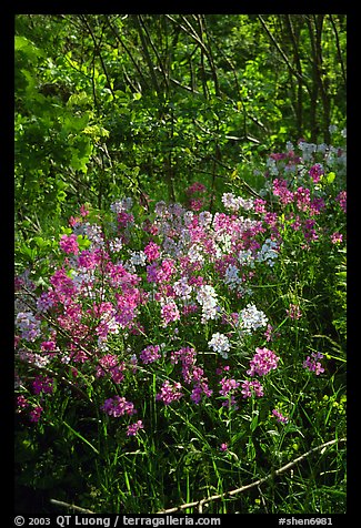 Pink and white summer wildflowers. Shenandoah National Park, Virginia, USA.