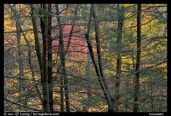 Tree trunks and branches against a backdrop of fall colors. Shenandoah National Park (color)