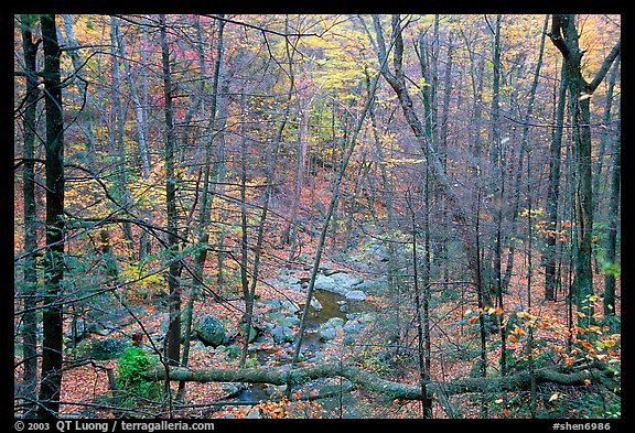 Creek in fall. Shenandoah National Park, Virginia, USA.