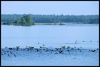 Birds in Black Bay. Voyageurs National Park, Minnesota, USA.