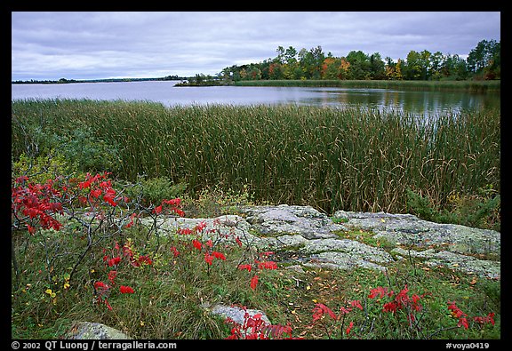 Grasses and red plants at Black Bay narrows on a cloudy day. Voyageurs National Park, Minnesota, USA.