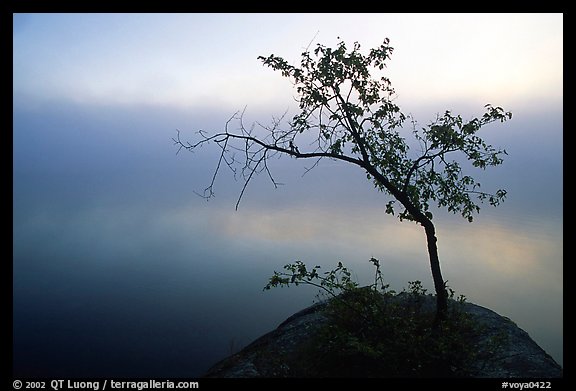 Tree in morning fog, Kabetogama lake near Woodenfrog. Voyageurs National Park, Minnesota, USA.