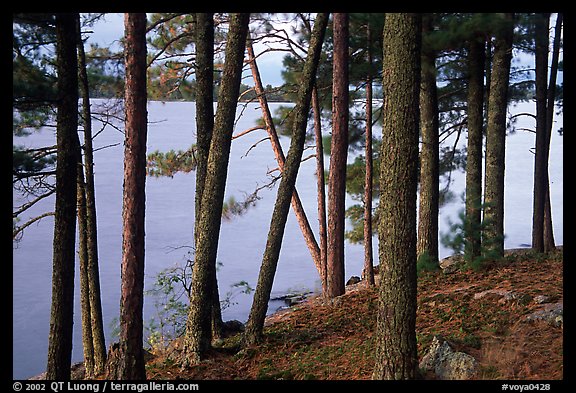 Pine trees, Woodenfrog. Voyageurs National Park, Minnesota, USA.