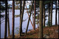 Pine trees, Woodenfrog. Voyageurs National Park, Minnesota, USA. (color)