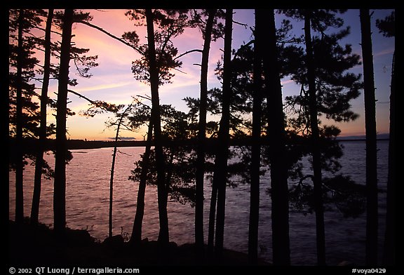 Pine trees silhouettes at sunset, Woodenfrog. Voyageurs National Park, Minnesota, USA.