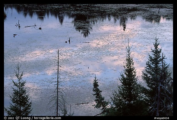 Beaver pond reflections and conifers. Voyageurs National Park, Minnesota, USA.