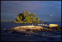 Islands and birds, Kabetogama lake. Voyageurs National Park, Minnesota, USA. (color)