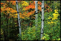 Trees in fall foliage. Voyageurs National Park, Minnesota, USA. (color)