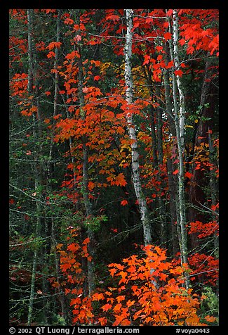 Trees in fall colors. Voyageurs National Park (color)