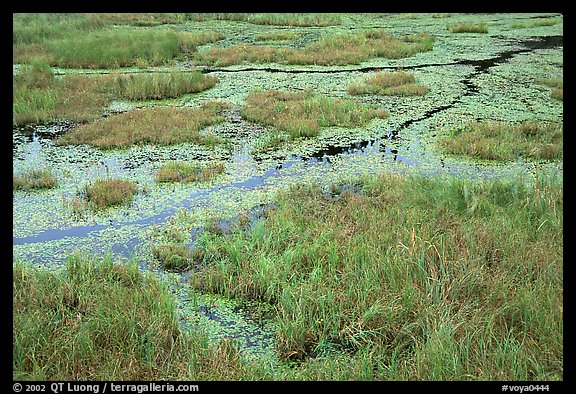 Beaver pond. Voyageurs National Park