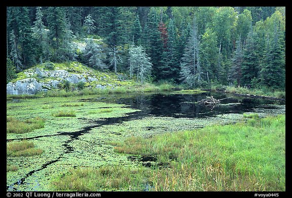 Beaver pond. Voyageurs National Park