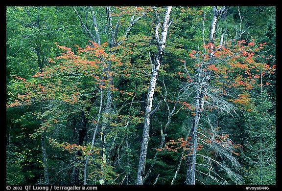 Trees in early fall color. Voyageurs National Park, Minnesota, USA.