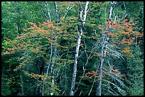 Trees in early fall color. Voyageurs National Park, Minnesota, USA. (color)