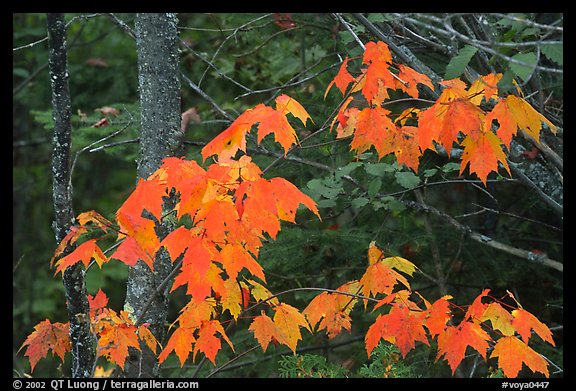 Maple leaves in autumn. Voyageurs National Park, Minnesota, USA.