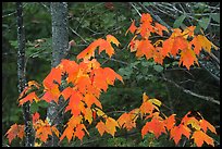 Maple leaves in autumn. Voyageurs National Park, Minnesota, USA.
