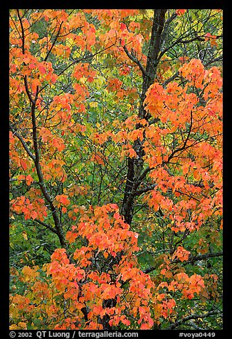 Trees in autumn color. Voyageurs National Park, Minnesota, USA.